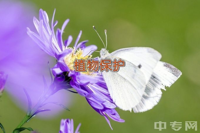 清河县职业技术教育中心植物保护