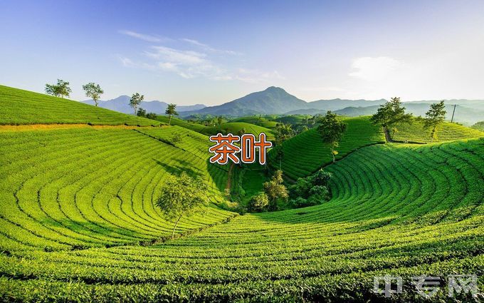 柳州市第二职业技术学校茶叶生产与加工