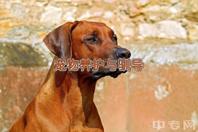 上海农林职业技术学院宠物养护与驯导